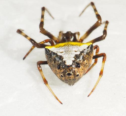 Verrucosa sp.
